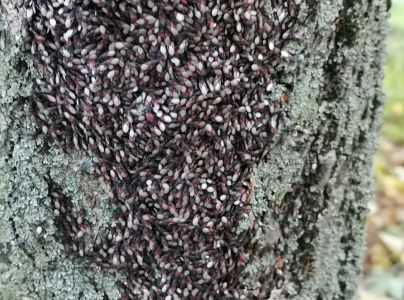 Plo&scaron;tička lipov&aacute;