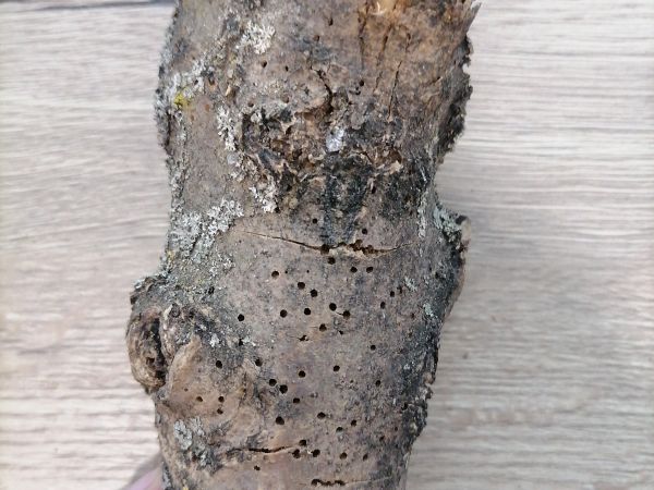 Lykokaz jaseňov&yacute;