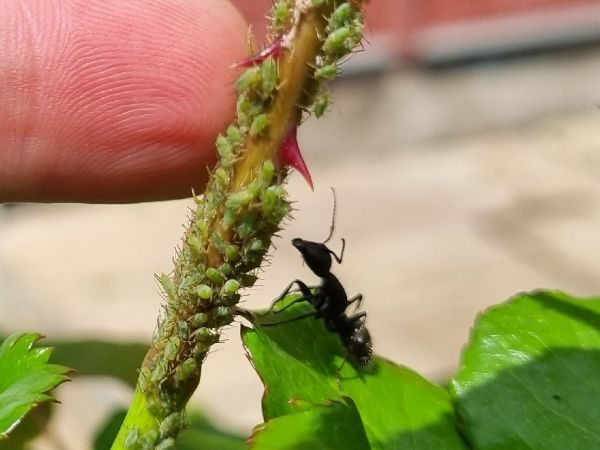 Vo&scaron;ka ružov&aacute;