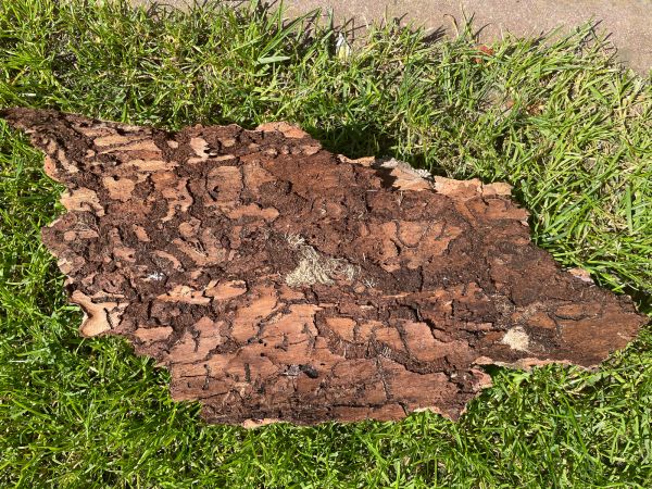 Fuz&aacute;č smrekov&yacute;