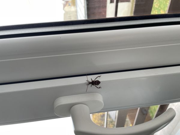 Obrubnica americk&aacute;