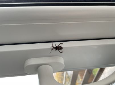 Obrubnica americk&aacute;