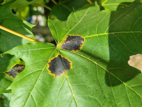 Čerň javorov&aacute;