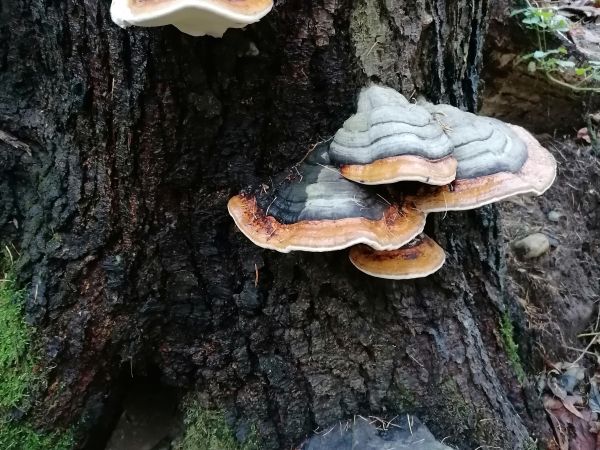 Pr&aacute;chnovček p&aacute;sikav&yacute; 