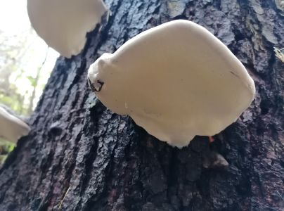 Pr&aacute;chnovček p&aacute;sikav&yacute; 