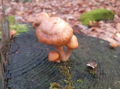 A - nejednoznačne určen&yacute;, nie sme si ist&iacute;