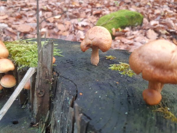 A - nejednoznačne určen&yacute;, nie sme si ist&iacute;