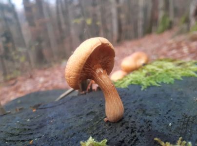 A - nejednoznačne určen&yacute;, nie sme si ist&iacute;