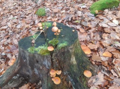 A - nejednoznačne určen&yacute;, nie sme si ist&iacute;