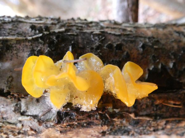 A - nie je v datab&aacute;ze