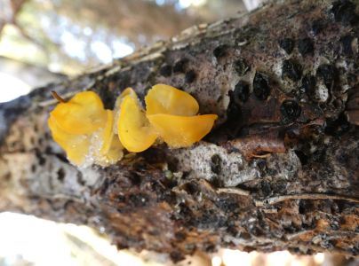 A - nie je v datab&aacute;ze