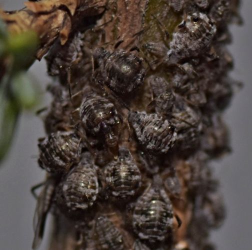 Katarína Dubéciová