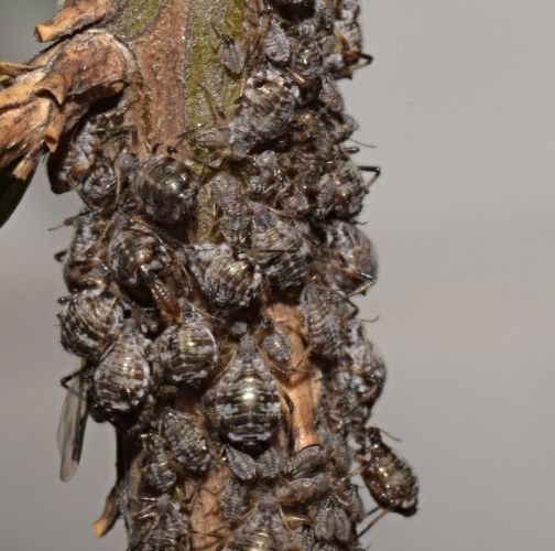 Katarína Dubéciová