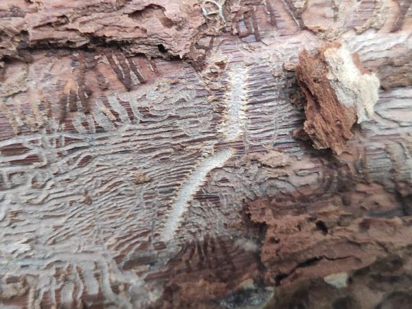 Lykokaz zrnit&yacute;