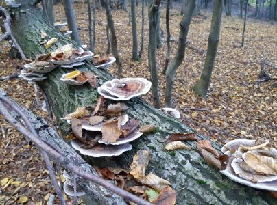 A - nie je v datab&aacute;ze