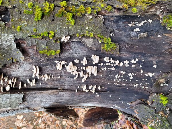 Klanolupeňovka obyčajn&aacute;