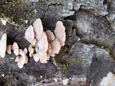 Klanolupeňovka obyčajn&aacute;