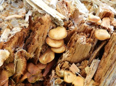 Podpňovka obyčajn&aacute;