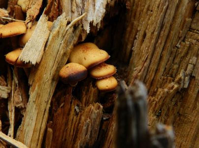 Podpňovka obyčajn&aacute;