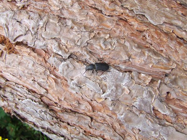 Fuz&aacute;č borovicov&yacute;