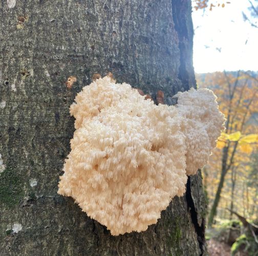 Kristína Kocúrková