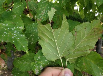 &Scaron;pir&aacute;lovka Tulasneova