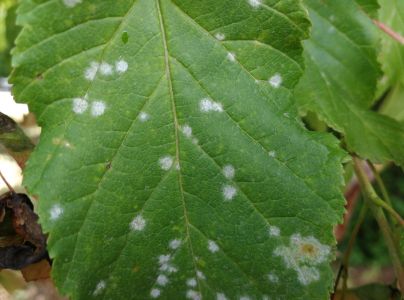 &Scaron;pir&aacute;lovka Tulasneova