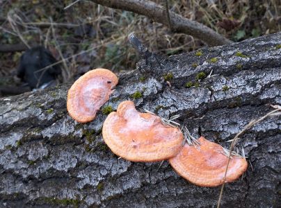 Červenica rumelkov&aacute;