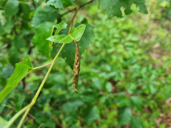 Nos&aacute;nik brezov&yacute;