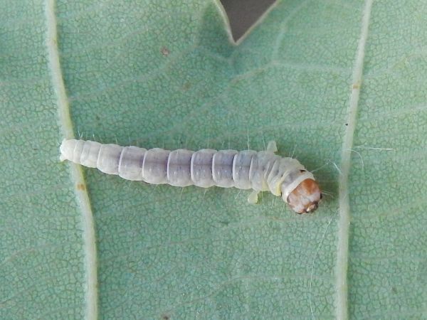 Zdobka bukov&aacute;