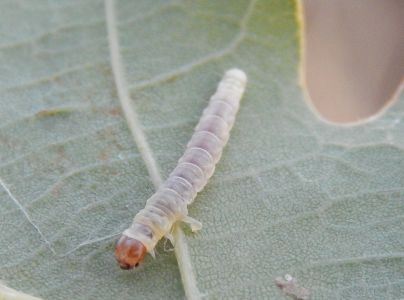 Zdobka bukov&aacute;