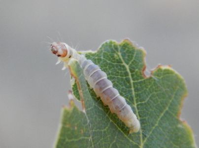 Zdobka bukov&aacute;