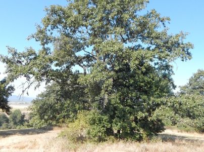 Zdobka bukov&aacute;