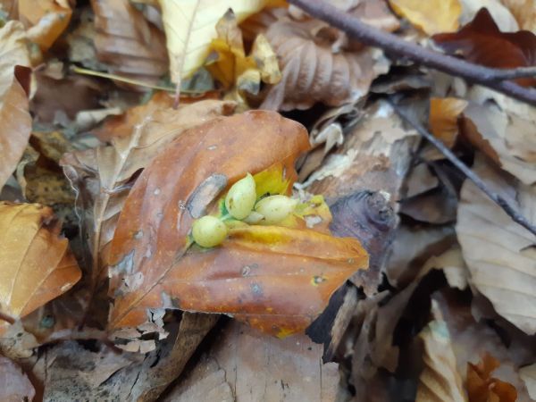 Byľomor bukov&yacute;