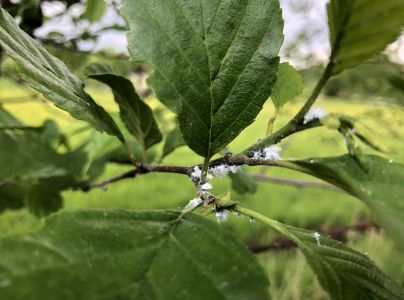 M&eacute;ra jel&scaron;ov&aacute;