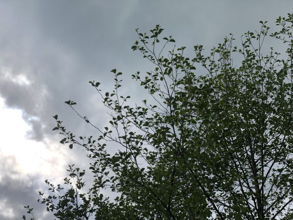 M&eacute;ra jel&scaron;ov&aacute;