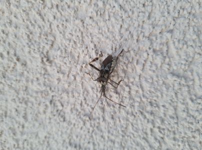 Obrubnica americk&aacute;