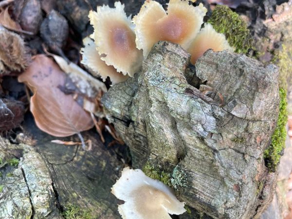 Plamienka zimn&aacute;