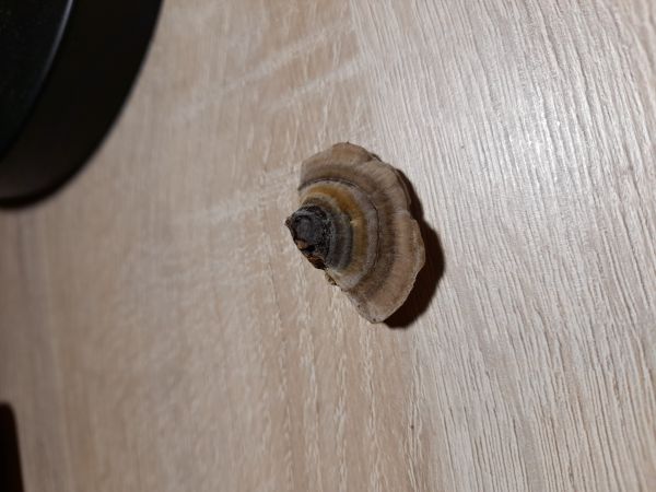 Tr&uacute;dnikovec chlpat&yacute;