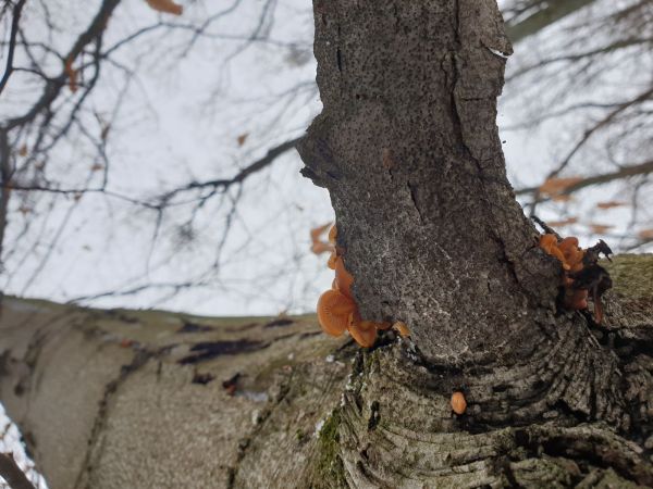 Plamienka zimn&aacute;