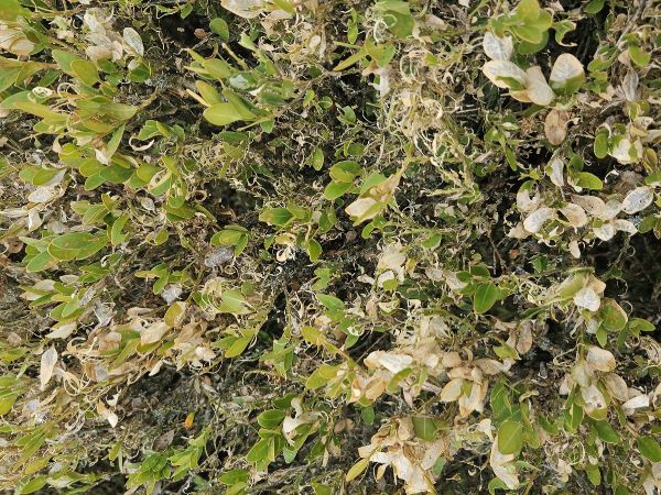 V&iacute;jačka kru&scaron;p&aacute;nov&aacute;