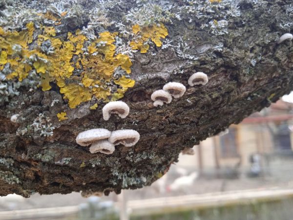 Klanolupeňovka obyčajn&aacute;