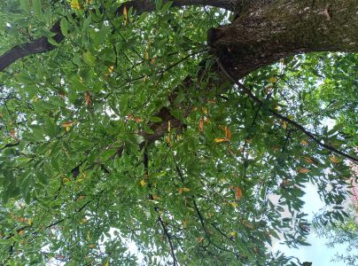 Drobnoplodka &scaron;kvrnit&aacute;