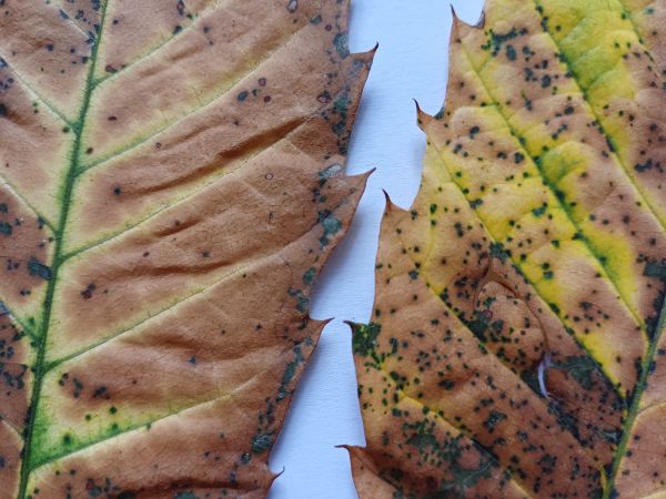 Drobnoplodka &scaron;kvrnit&aacute;