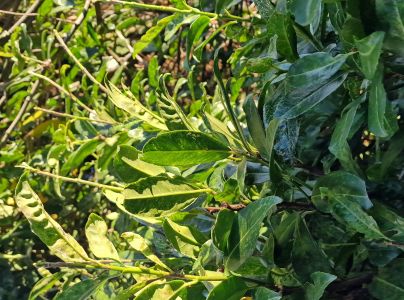 A - nejednoznačne určen&yacute;, nie sme si ist&iacute;