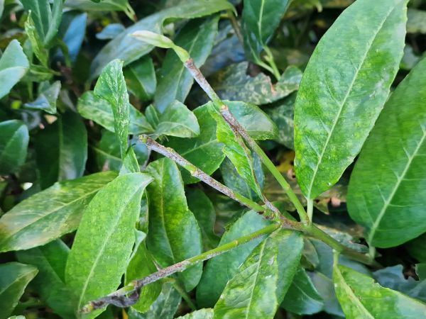 A - nejednoznačne určen&yacute;, nie sme si ist&iacute;