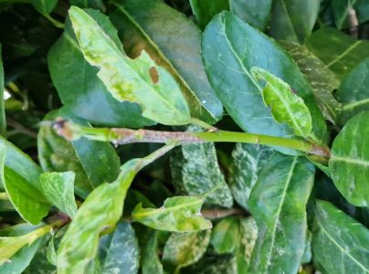 A - nejednoznačne určen&yacute;, nie sme si ist&iacute;