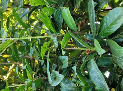 A - nejednoznačne určen&yacute;, nie sme si ist&iacute;