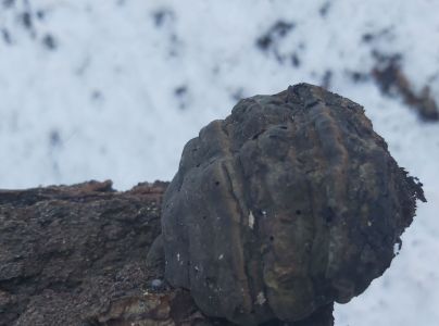 Pr&aacute;chnovec kopytovit&yacute;