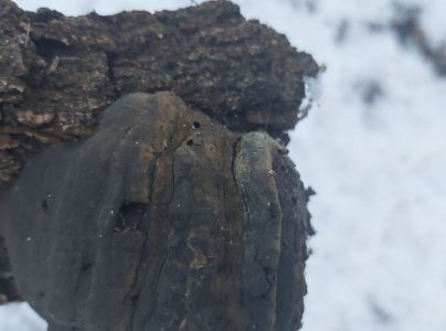 Pr&aacute;chnovec kopytovit&yacute;